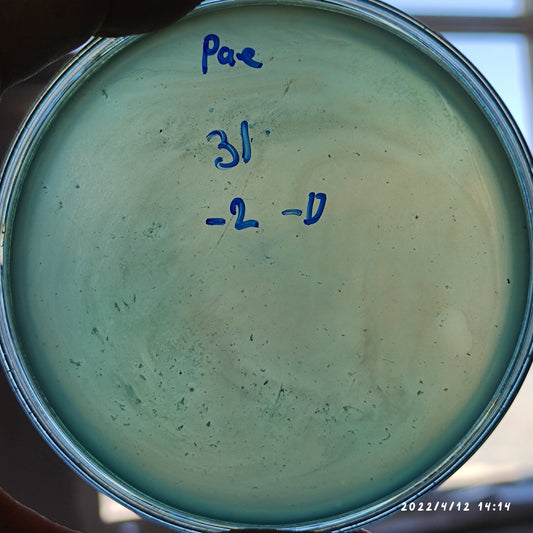 Pseudomonas aeruginosa bacteriophage 130031D