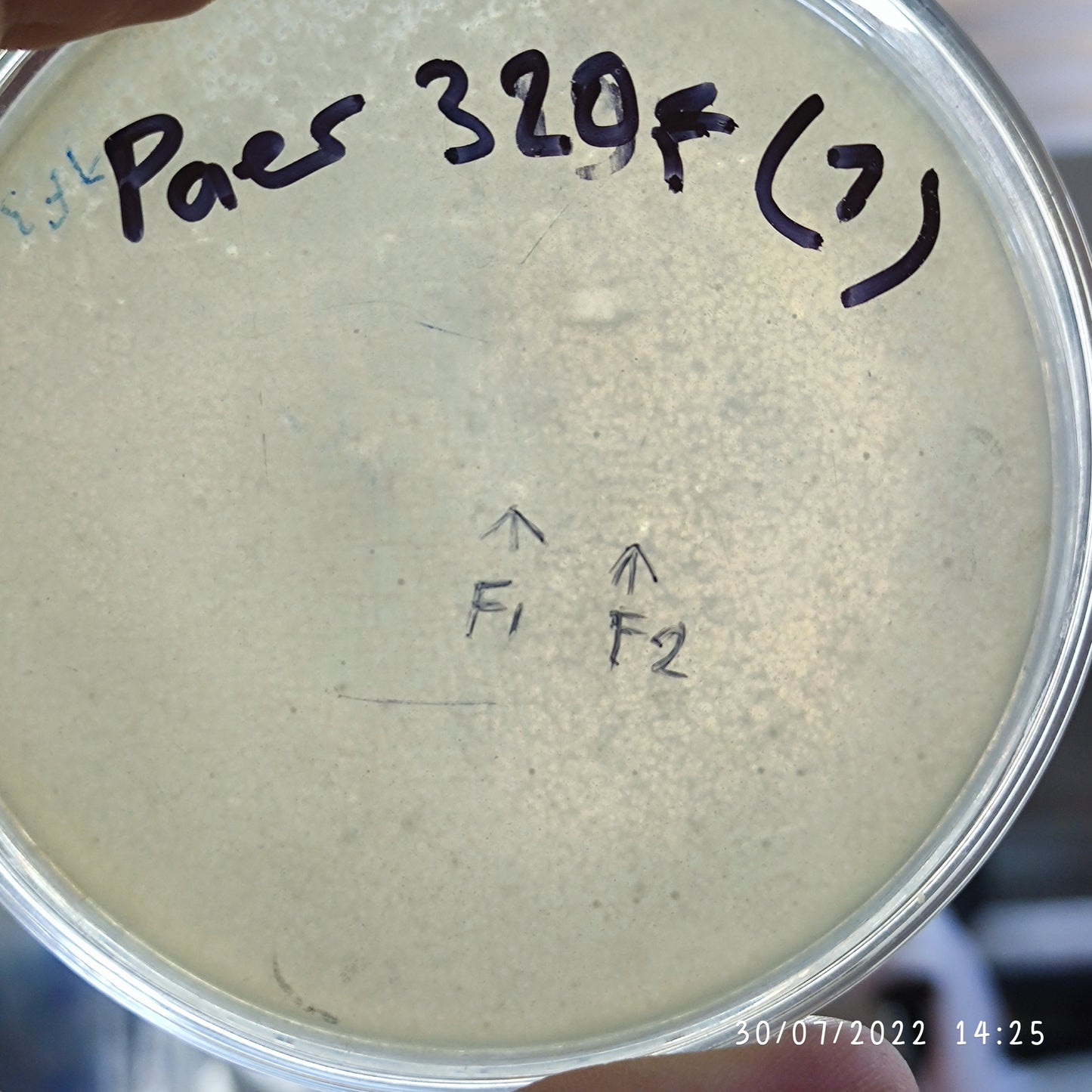 Pseudomonas aeruginosa bacteriophage 130320F