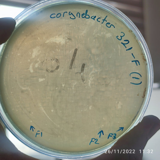 Corynebacterium bacteriophage 200321F
