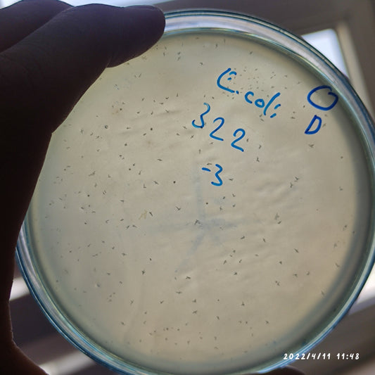 Escherichia coli bacteriophage 100322D