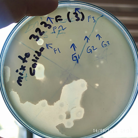 Mixta calida bacteriophage 200323F