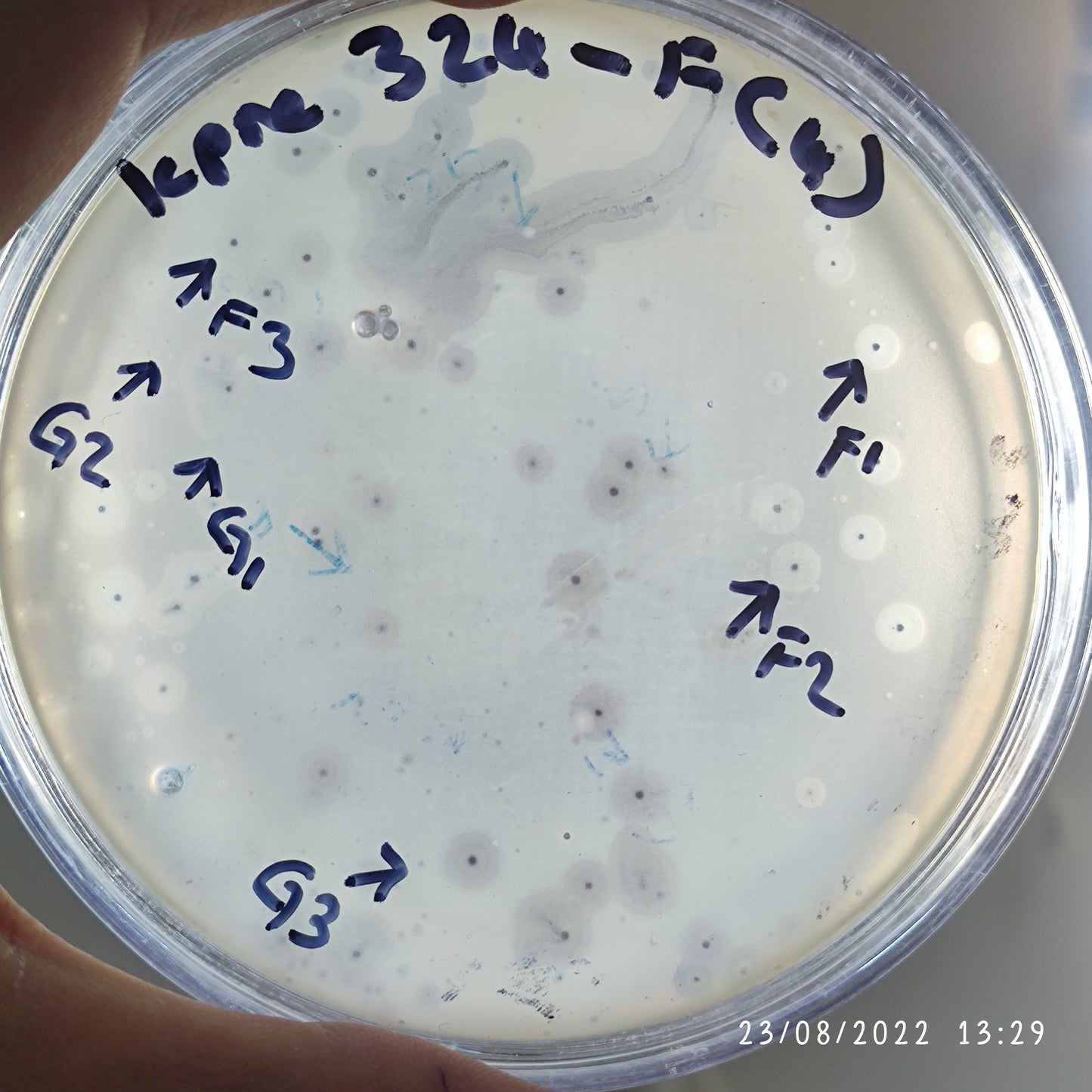 Klebsiella pneumoniae bacteriophage 180324G