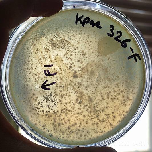 Klebsiella pneumoniae bacteriophage 180326F