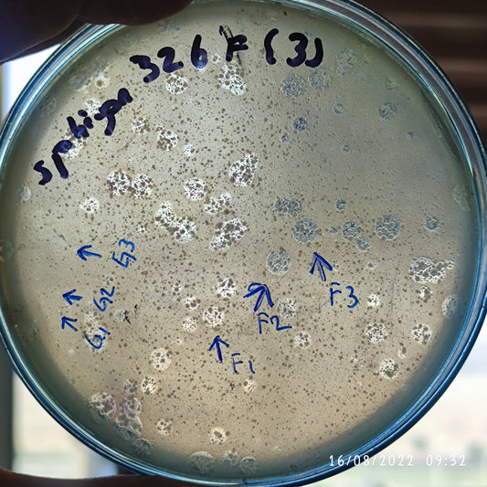Sphingobium yanoikuyae bacteriophage 200326G