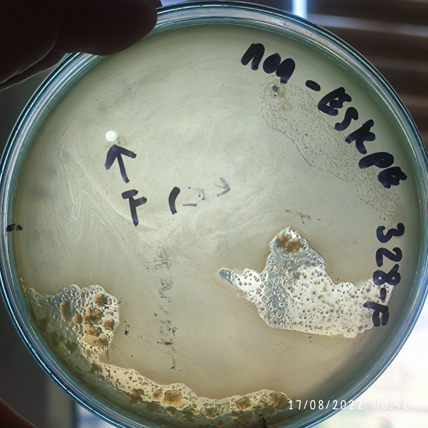 Pasteurella multocida bacteriophage 200328F