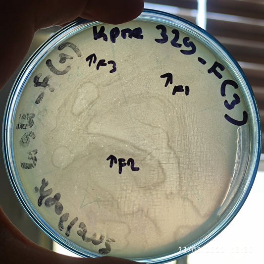 Klebsiella pneumoniae bacteriophage 180329F