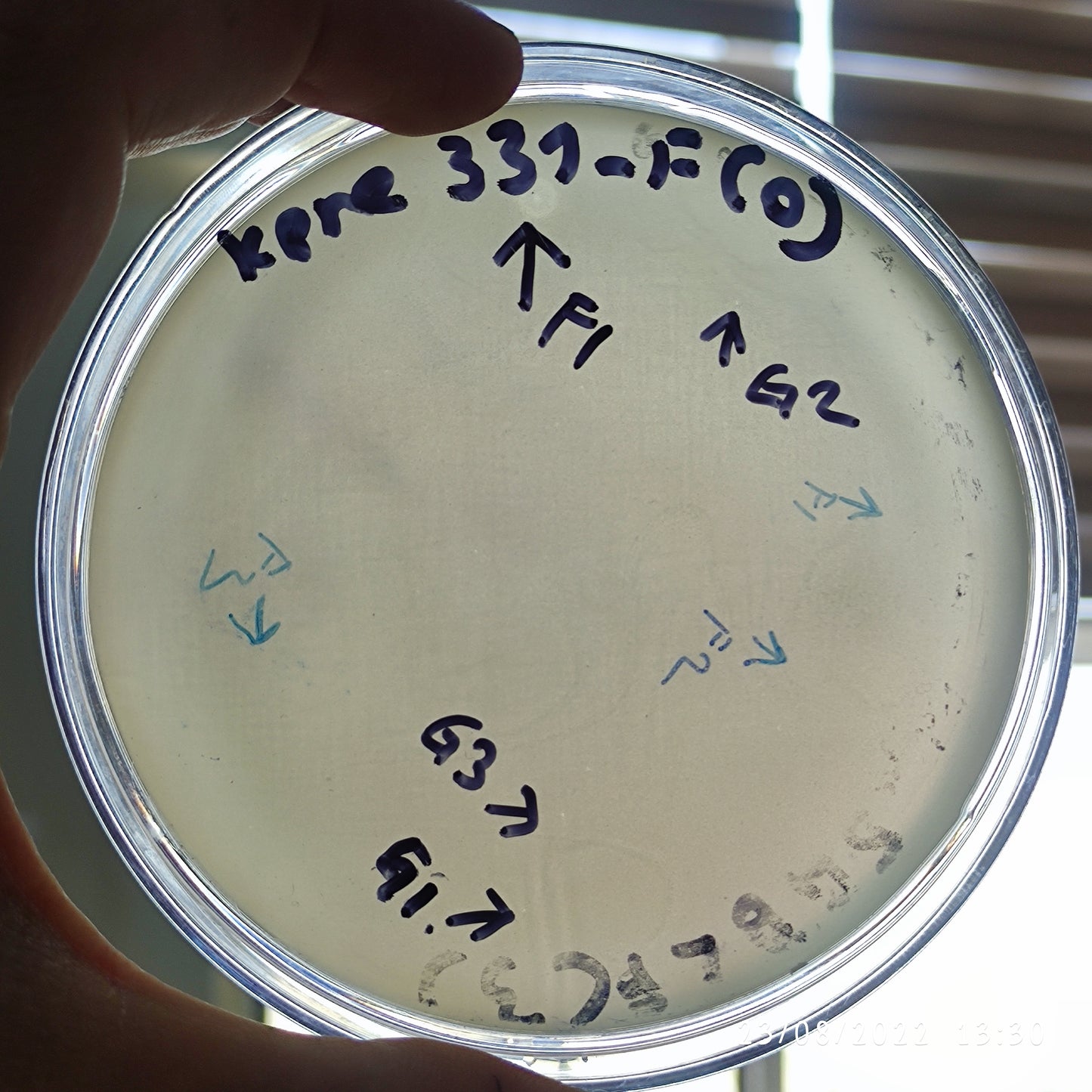 Klebsiella pneumoniae bacteriophage 180331F
