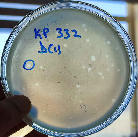 Klebsiella pneumoniae bacteriophage 180332D