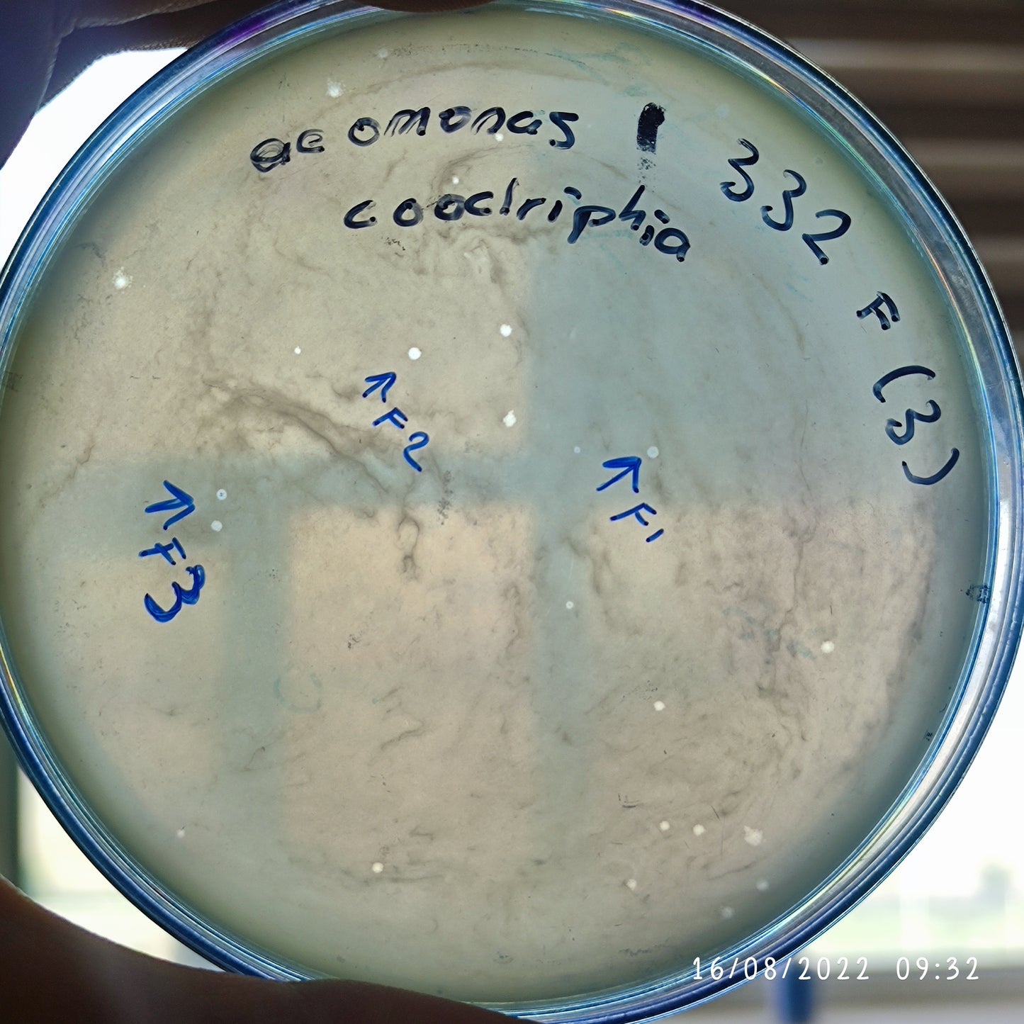 Aeromonas eucrenophila bacteriophage 200332F