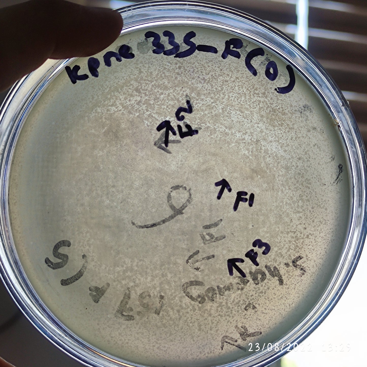 Klebsiella pneumoniae bacteriophage 180335F