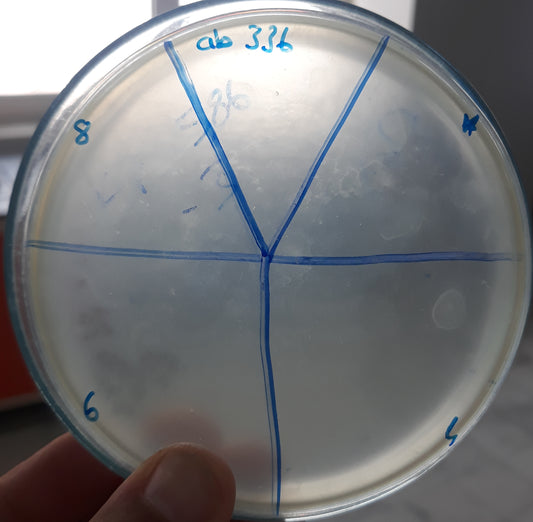 Acinetobacter baumannii bacteriophage 120336A