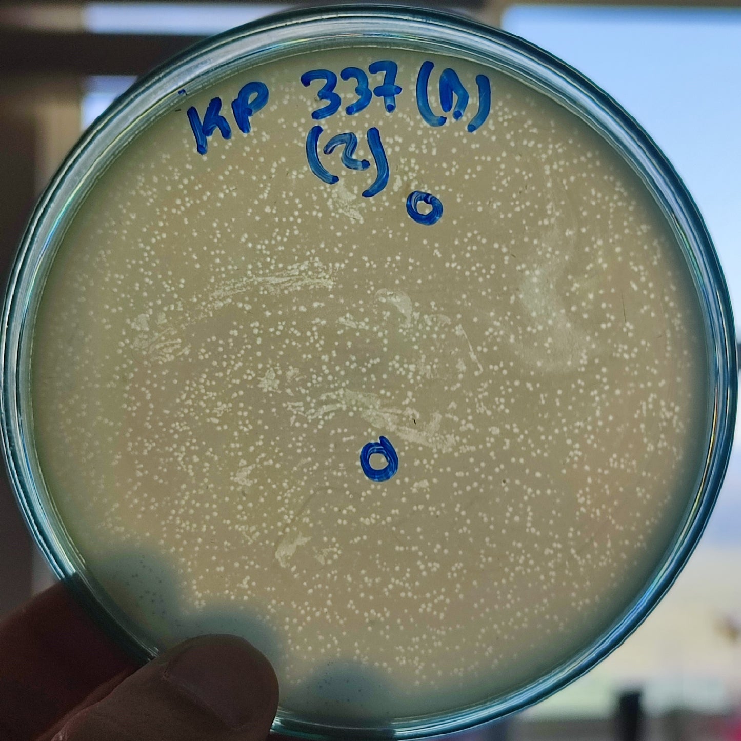 Klebsiella pneumoniae bacteriophage 180337D