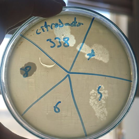 Citrobacter bacteriophage 200338D