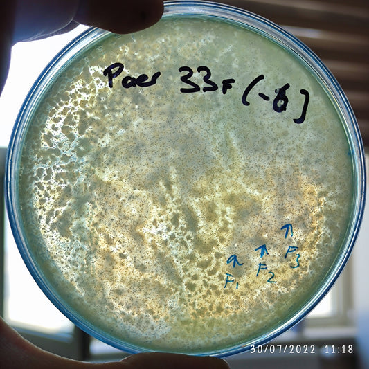 Pseudomonas aeruginosa bacteriophage 130033F