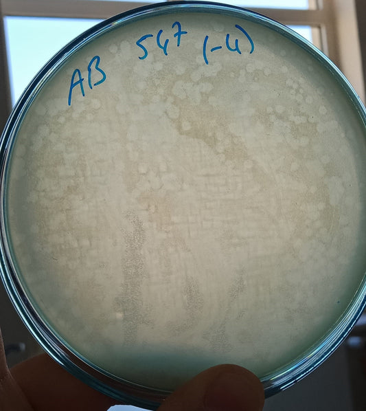 Acinetobacter baumannii bacteriophage 120547A