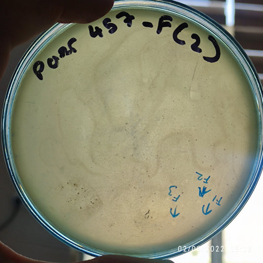 Pseudomonas aeruginosa bacteriophage 130457F