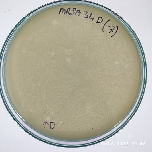 Staphylococcus aureus bacteriophage 150034D