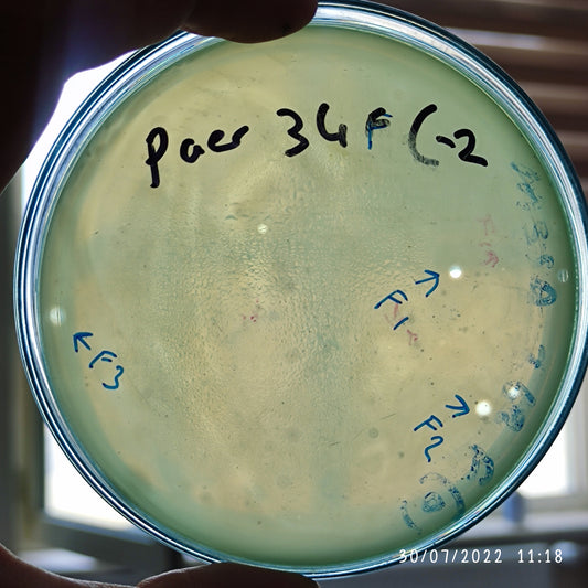 Pseudomonas aeruginosa bacteriophage 130034F