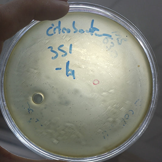 Citrobacter freundii bacteriophage 200351D