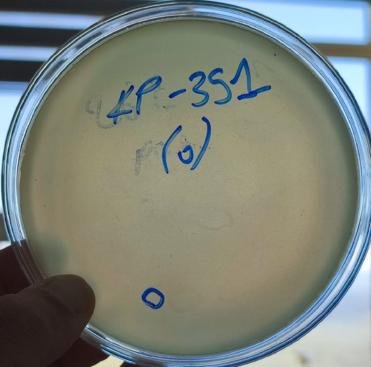 Klebsiella pneumoniae bacteriophage 180351D