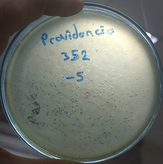Providencia rettgeri bacteriophage 200352D