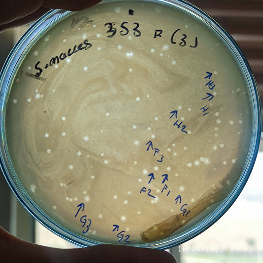 Serratia marcescens bacteriophage 200353F