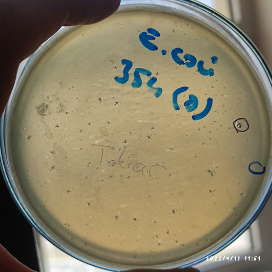 Escherichia coli bacteriophage 100354D