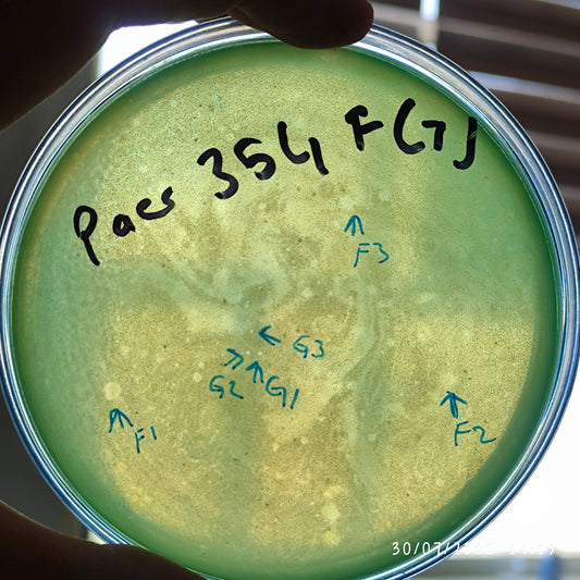 Pseudomonas aeruginosa bacteriophage 130354F