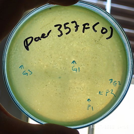 Pseudomonas aeruginosa bacteriophage 130357F