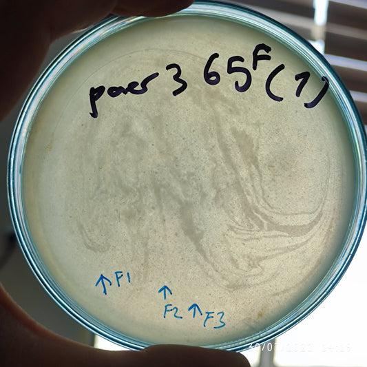 Pseudomonas aeruginosa bacteriophage 130365F