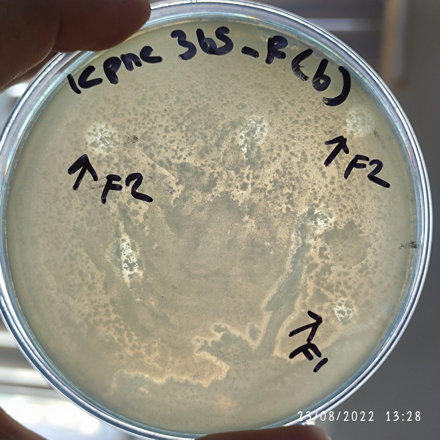Klebsiella pneumoniae bacteriophage 180365F