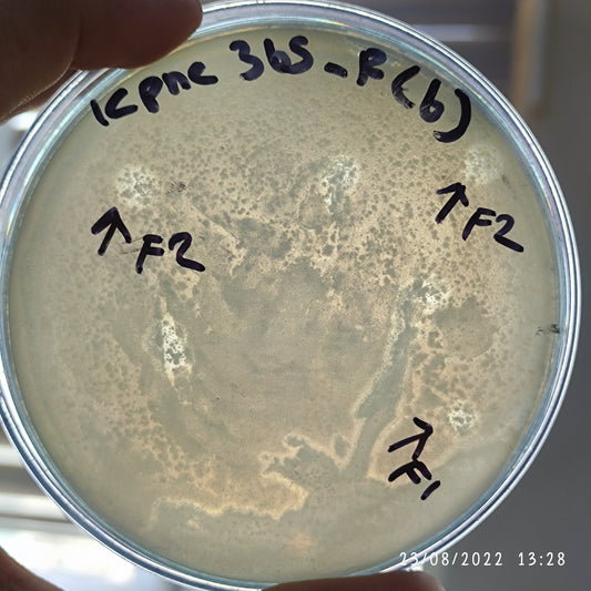 Klebsiella pneumoniae bacteriophage 180365F