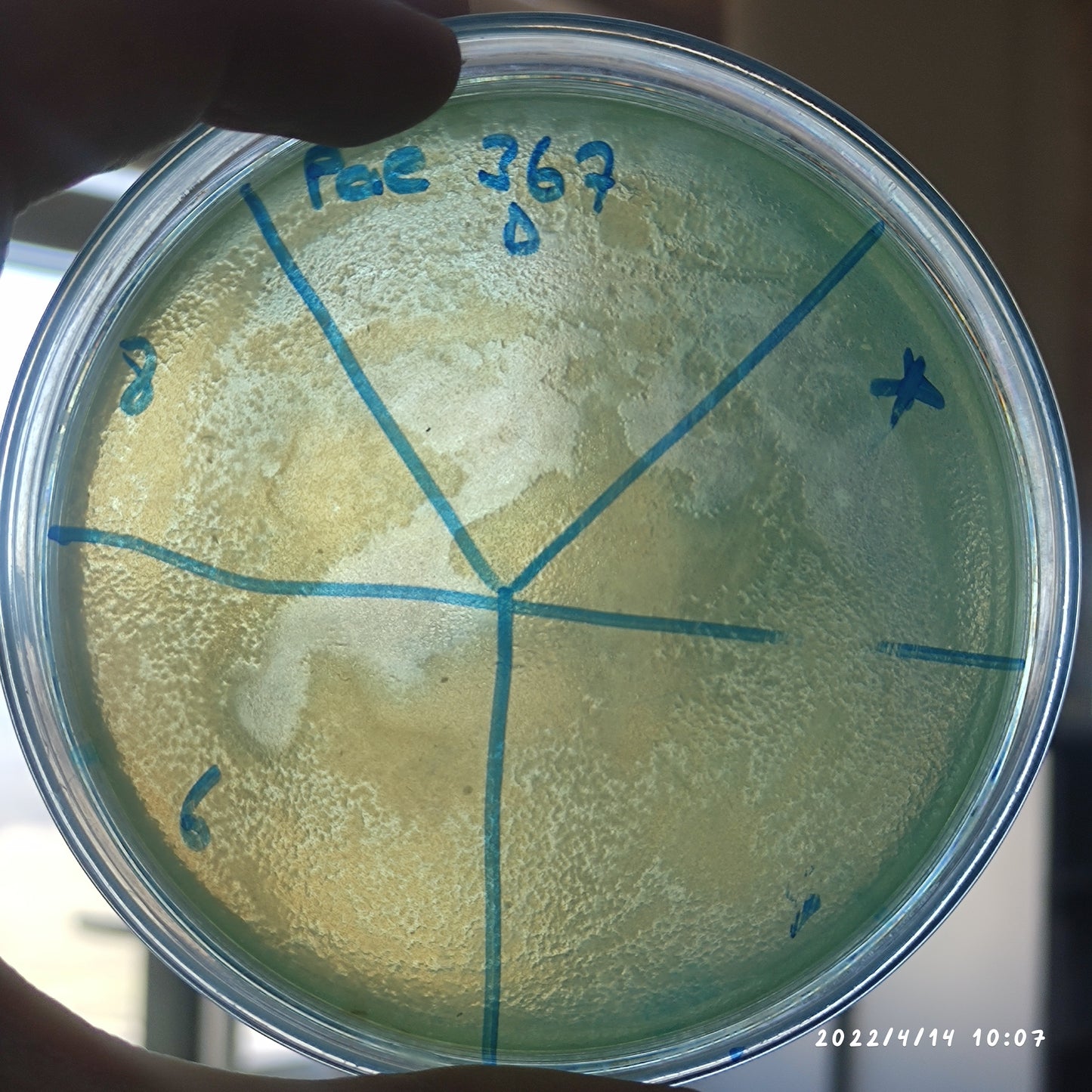 Pseudomonas aeruginosa bacteriophage 130367D