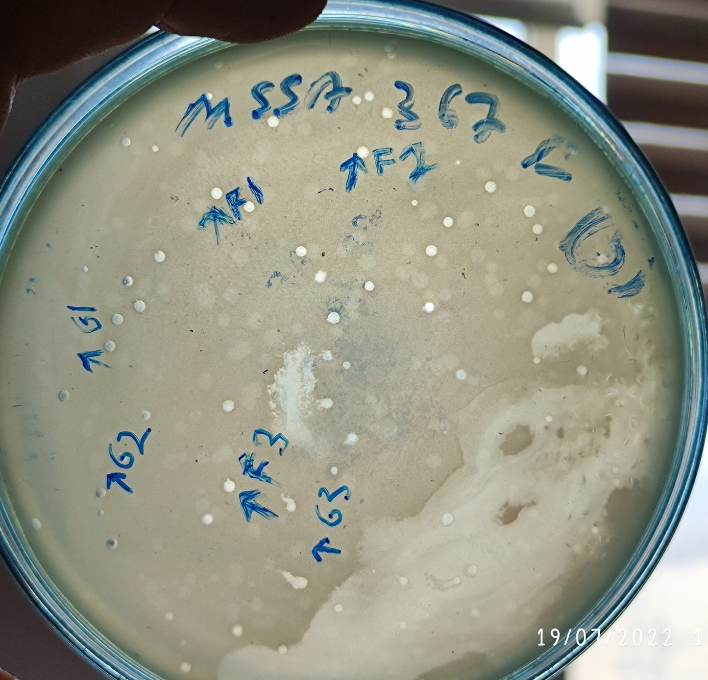 Staphylococcus aureus bacteriophage 152367G