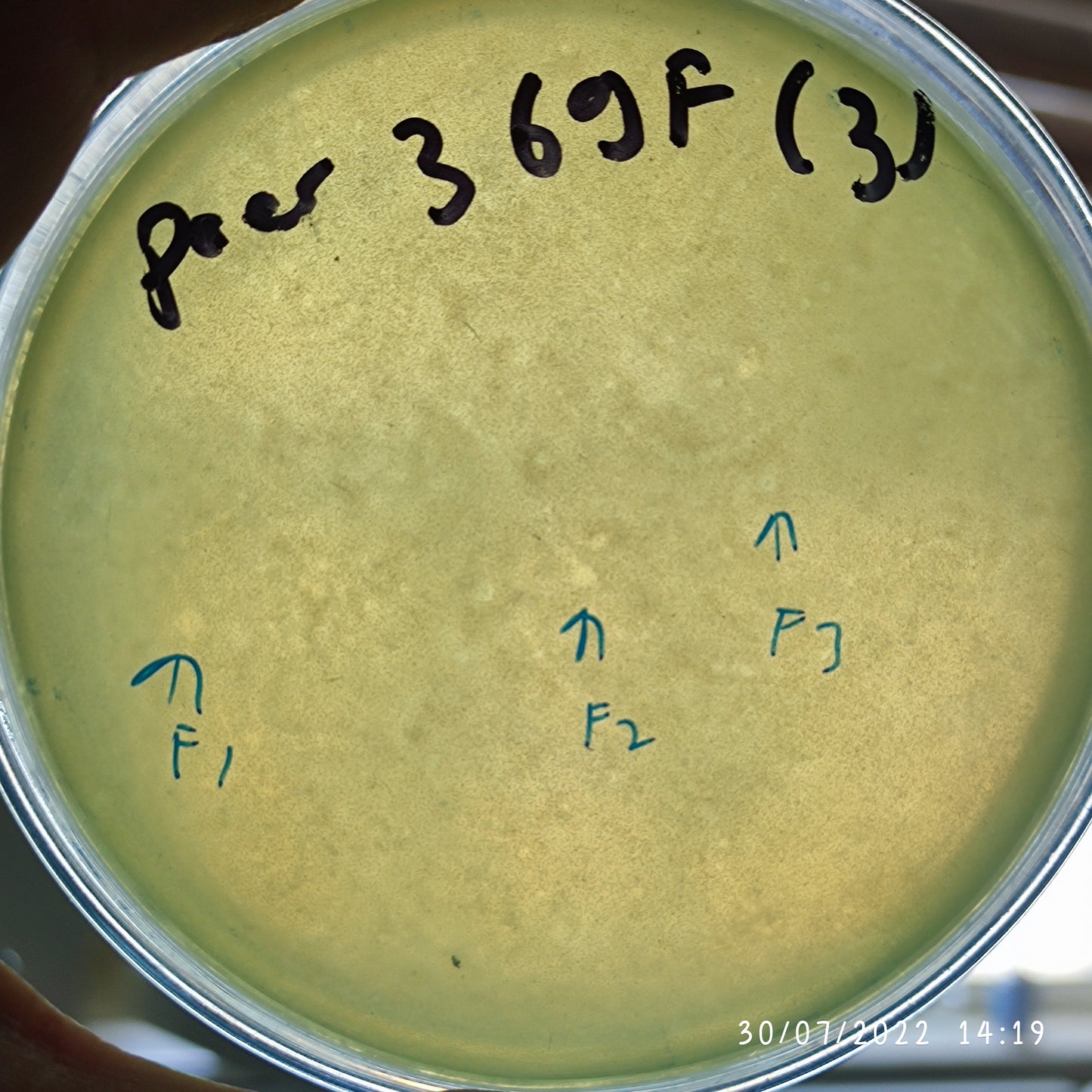 Pseudomonas aeruginosa bacteriophage 130369F