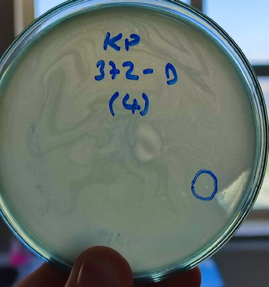 Klebsiella pneumoniae bacteriophage 180371D