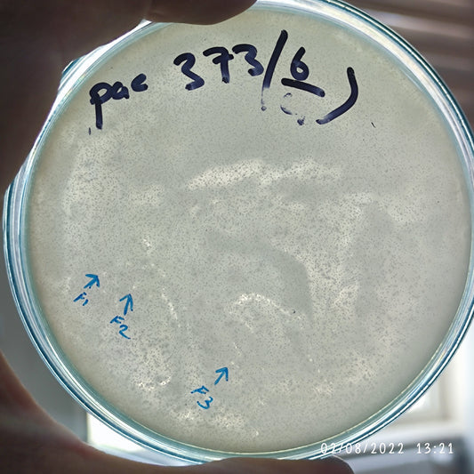 Pseudomonas aeruginosa bacteriophage 130373F