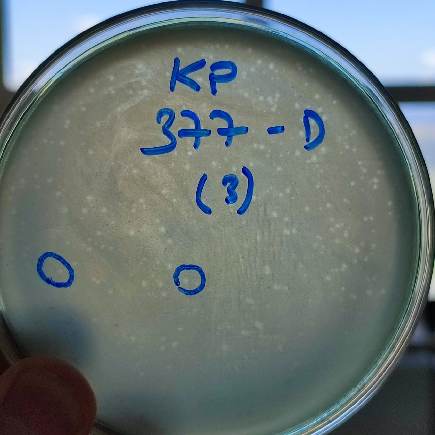 Klebsiella pneumoniae bacteriophage 180377D