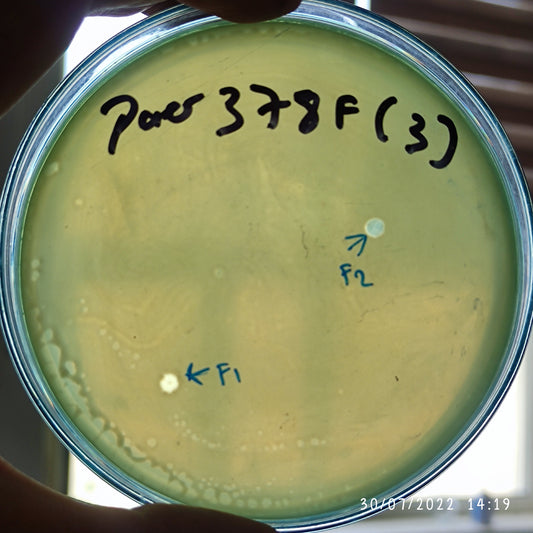 Pseudomonas aeruginosa bacteriophage 130378F