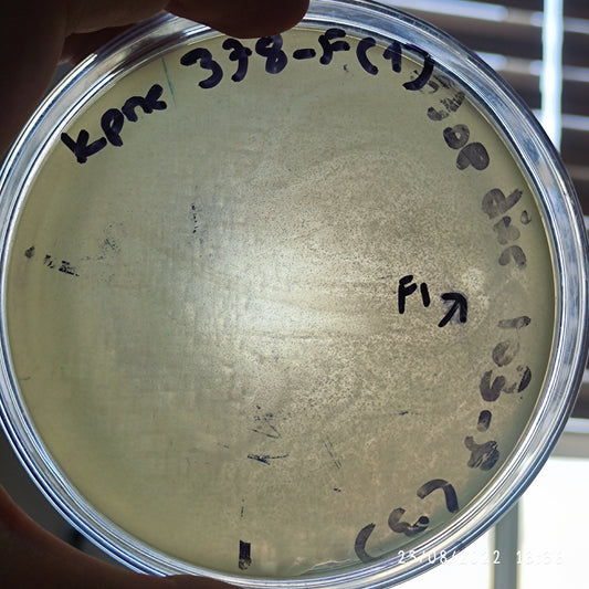 Klebsiella pneumoniae bacteriophage 180378F