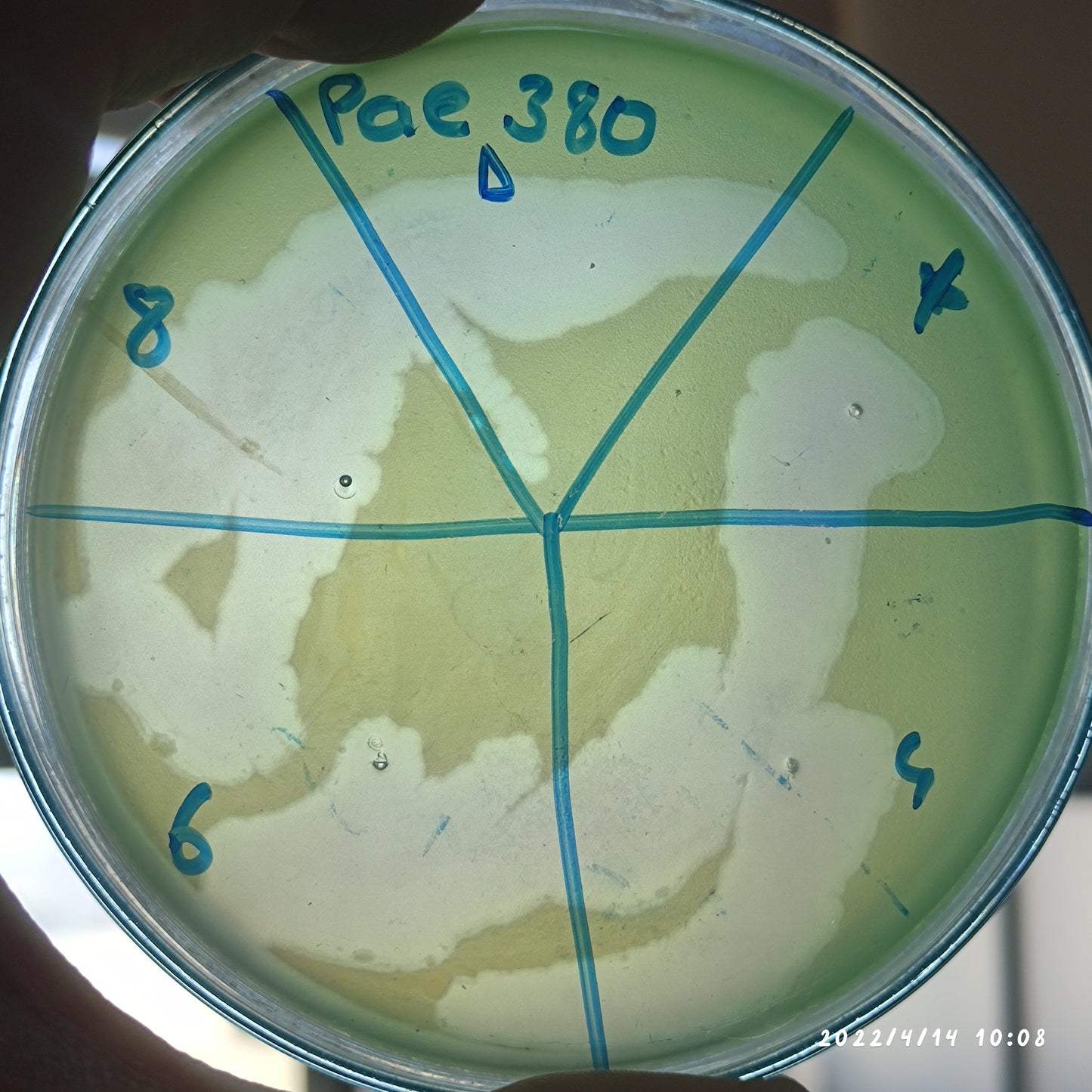 Pseudomonas aeruginosa bacteriophage 130380D