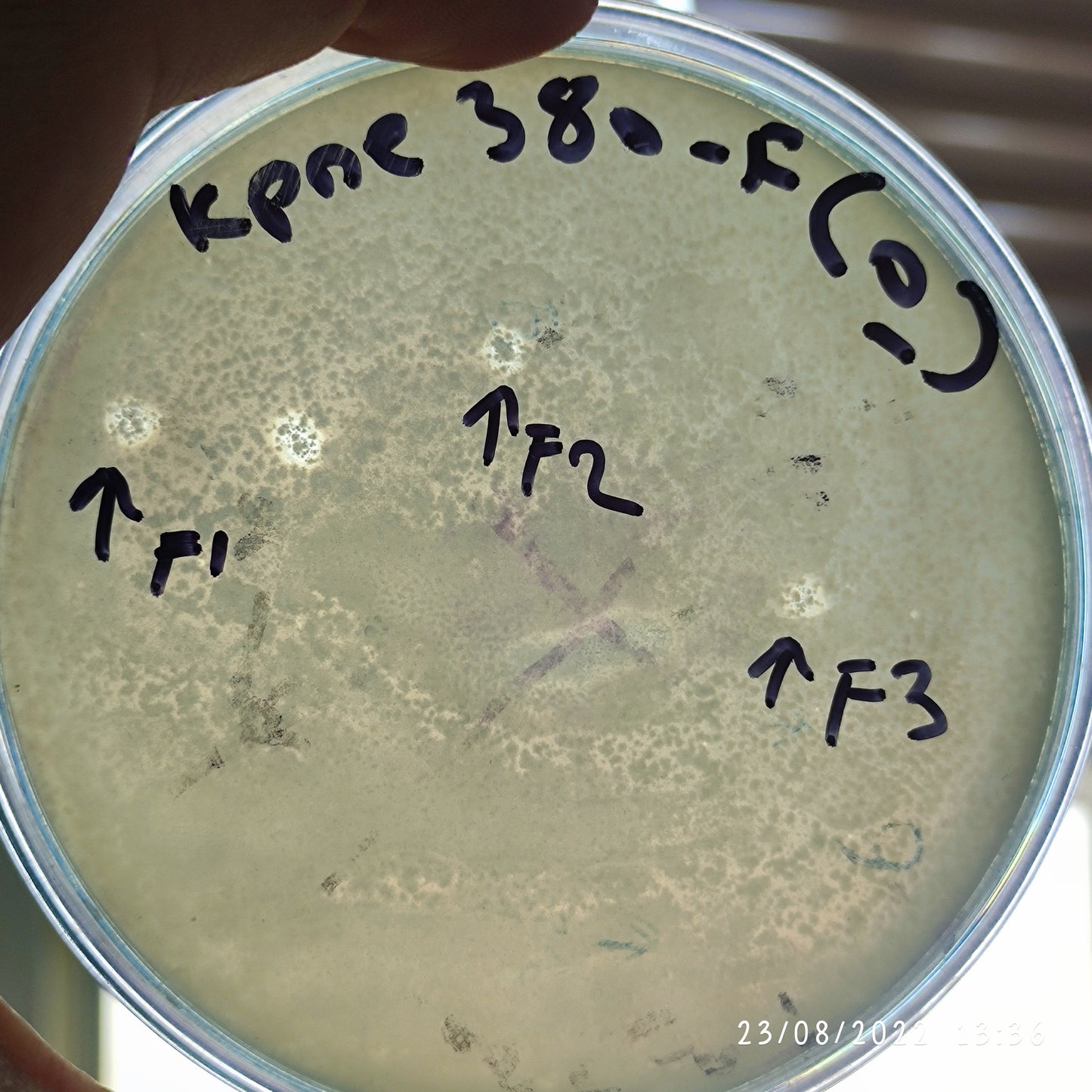 Klebsiella pneumoniae bacteriophage 180380F