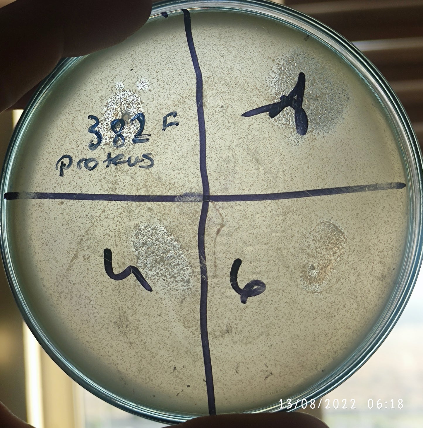 Proteus bacteriophage 200382F