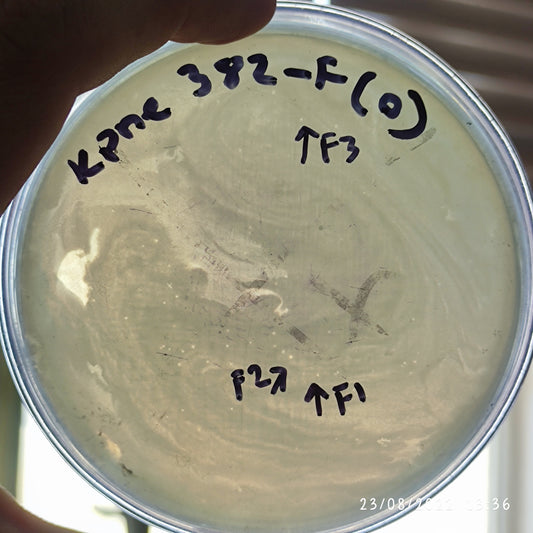 Klebsiella pneumoniae bacteriophage 180382F