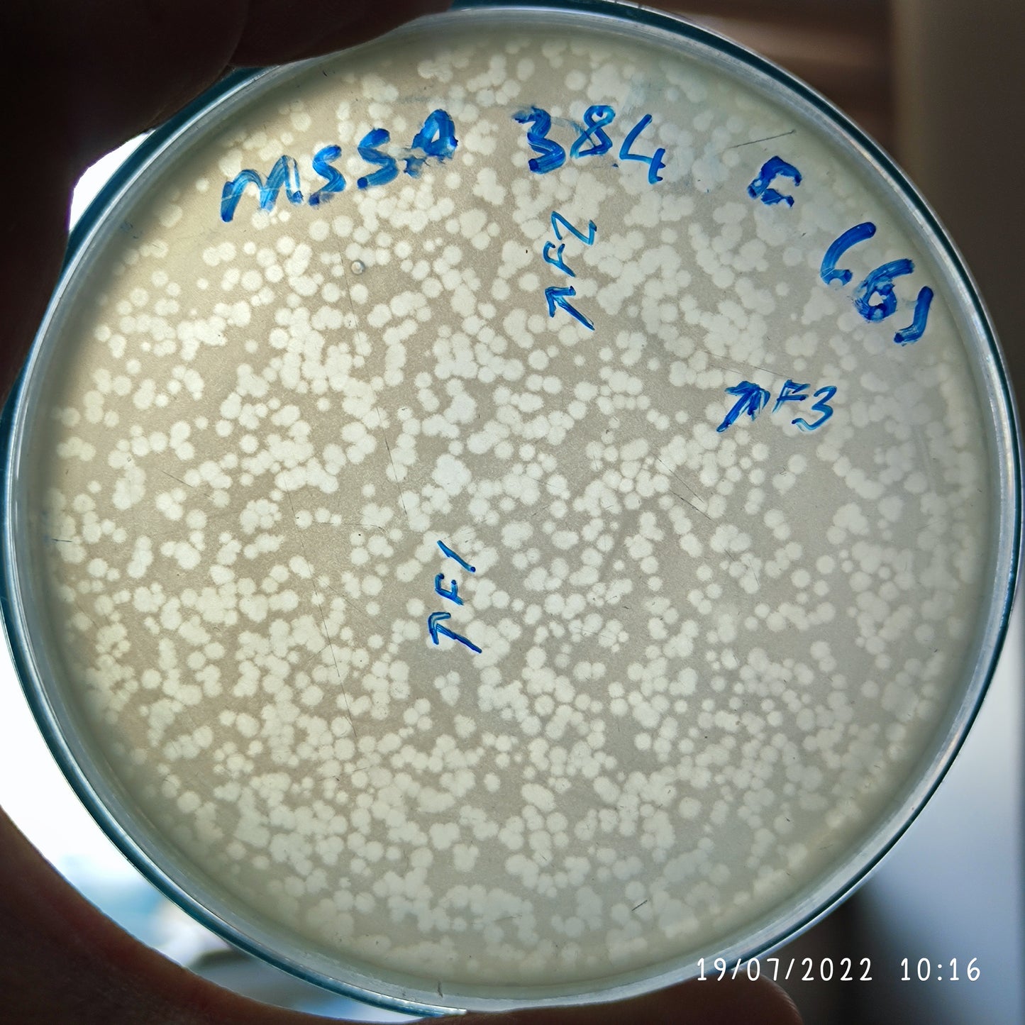 Staphylococcus aureus bacteriophage 152384F