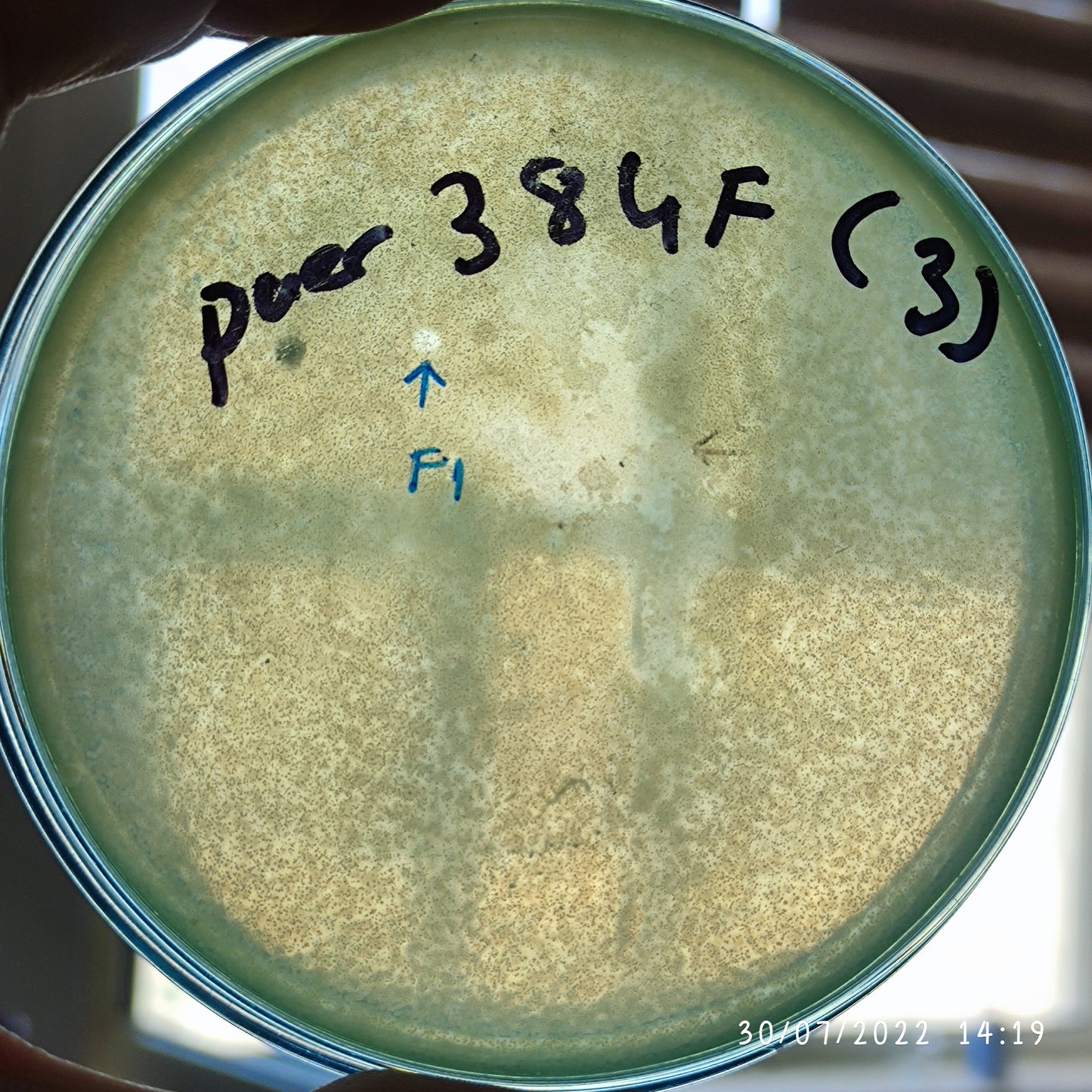 Pseudomonas aeruginosa bacteriophage 130384F