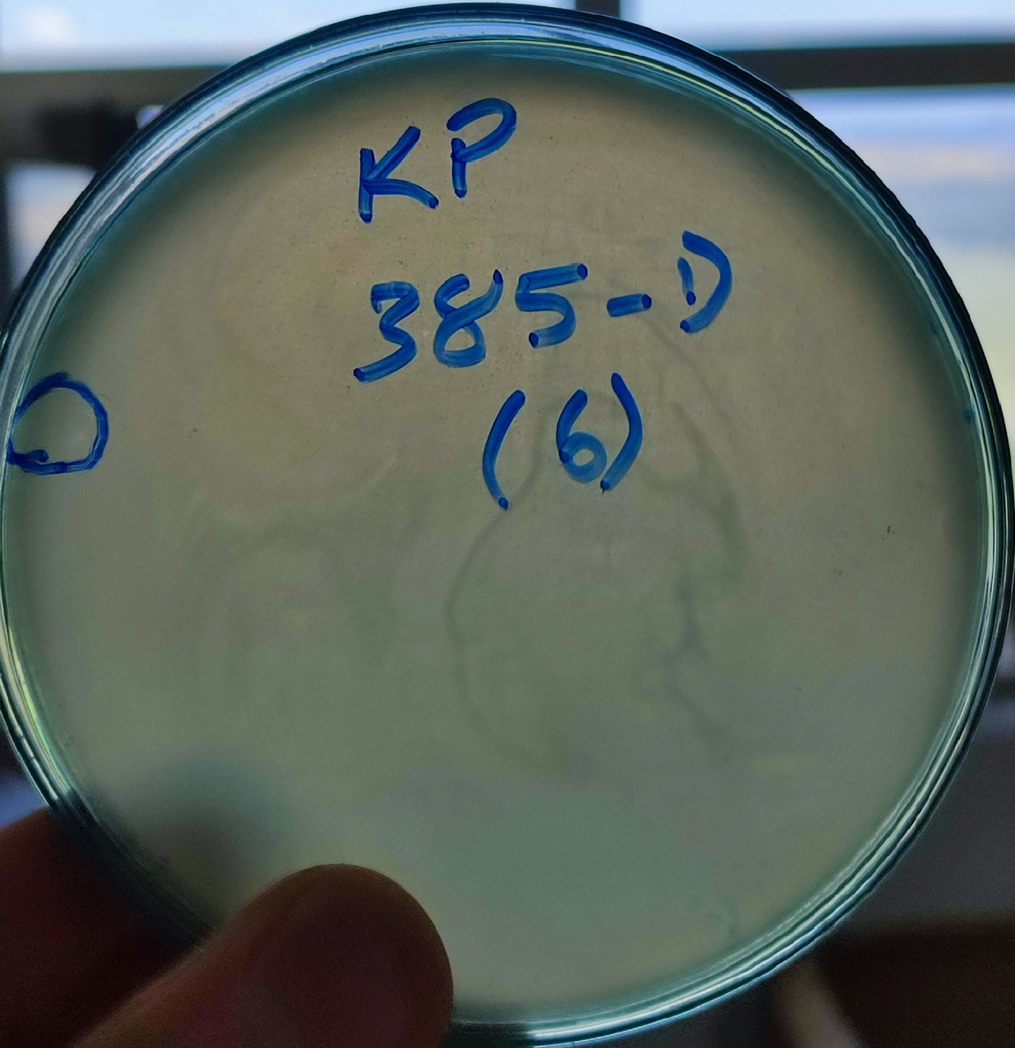 Klebsiella pneumoniae bacteriophage 180385D