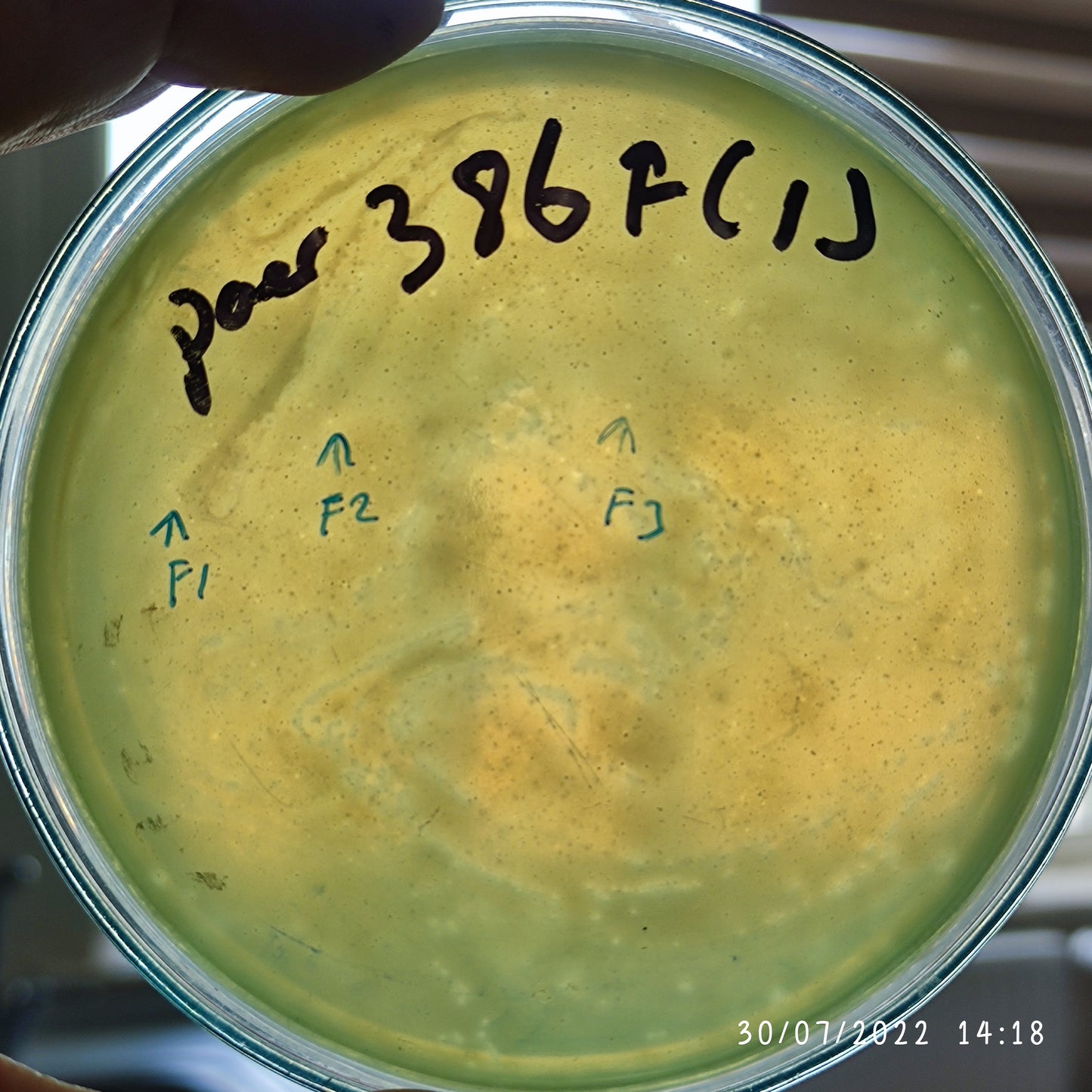 Pseudomonas aeruginosa bacteriophage 130386F