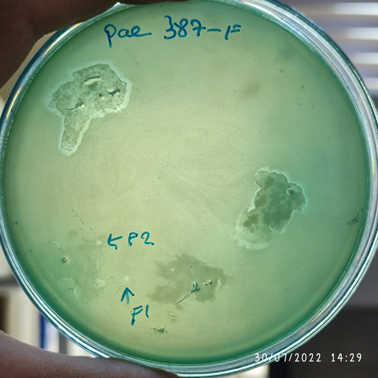 Pseudomonas aeruginosa bacteriophage 130387F