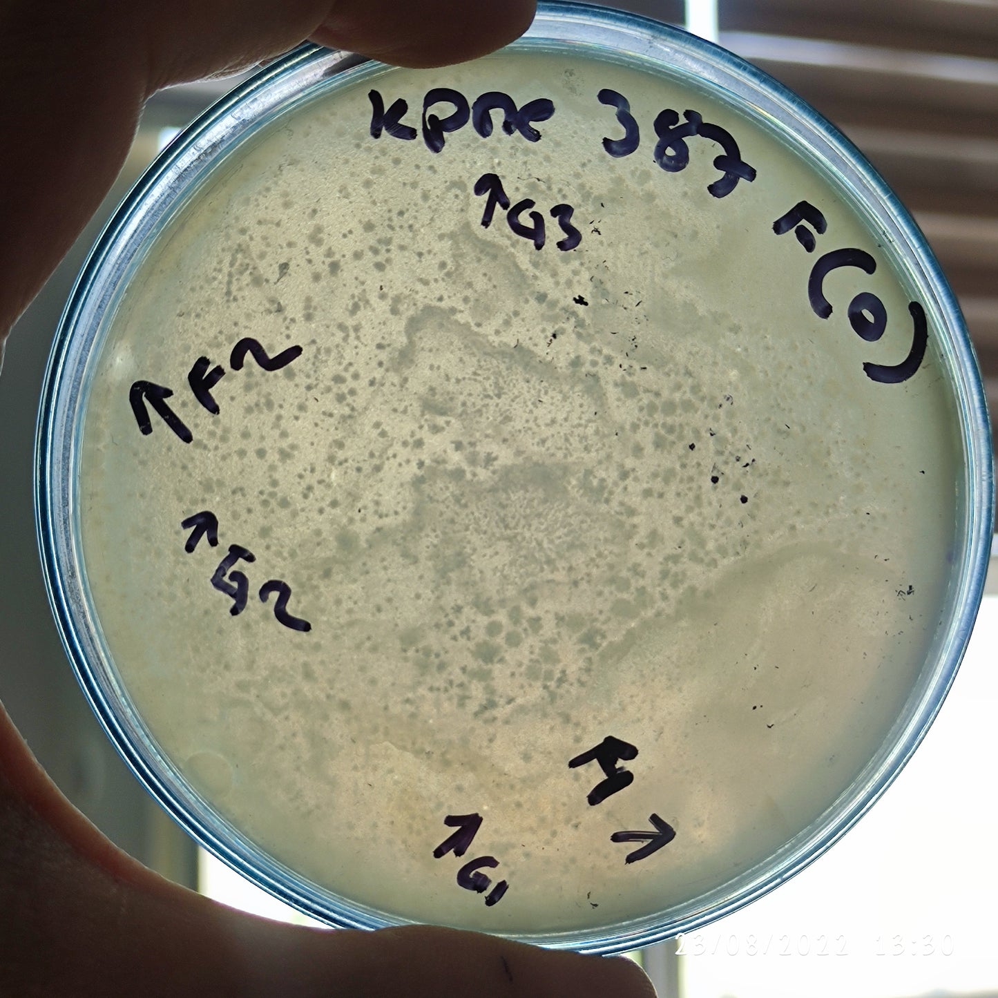 Klebsiella pneumoniae bacteriophage 180387F